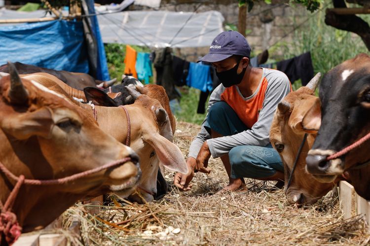 Prinsip Qurban Sehat di Tengah Wabah PMK